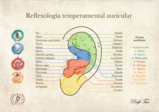 Reflexología podal oreja reflexología podal
